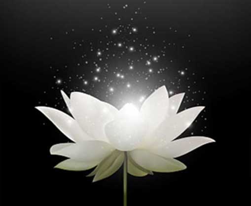 Biểu tượng hoa sen trắng đám tang