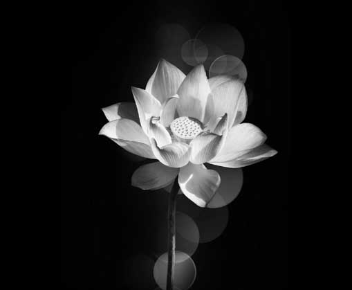 Biều tượng hoa sen trắng nền đen