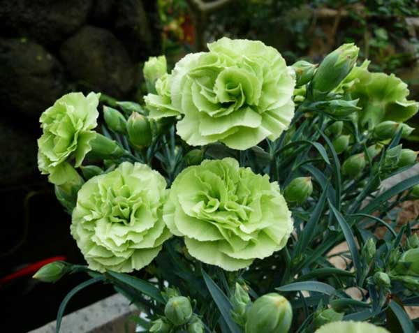 Hoa cẩm chướng xanh