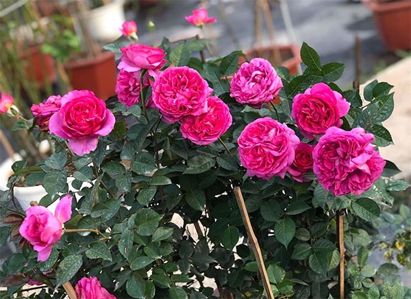 Hoa hồng Bernadette Lafont trồng trong vườn