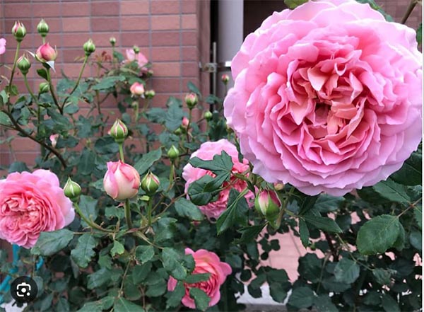 Hoa hồng Jubilee Celebartion trồng trong vườn