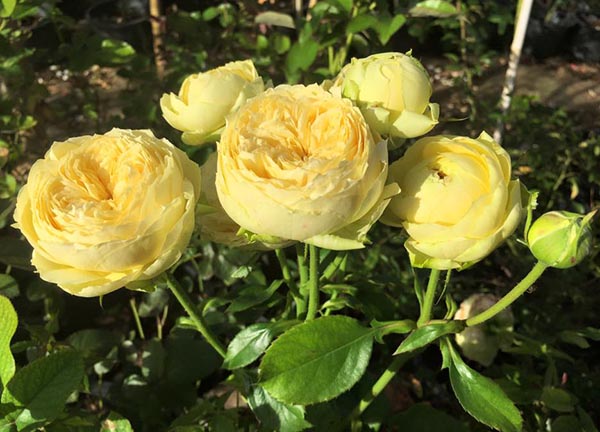 Hoa hồng Catalina trồng trong vườn