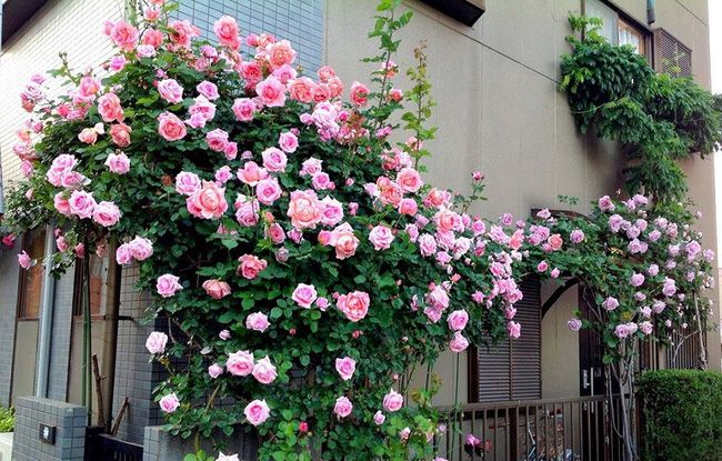 Hoa hồng leo trồng ban công