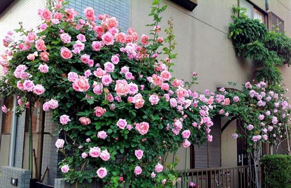 Hoa hồng mon coeur trồng trong vườn