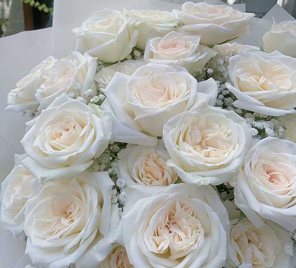 Hoa hồng ohara trắng