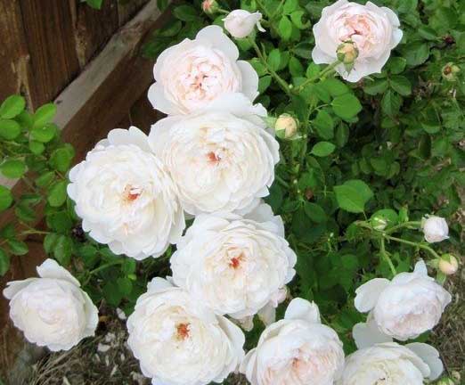 Hoa hồng trắng Glamis Castle