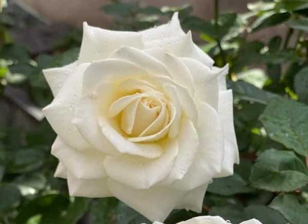 Hoa hồng trắng Jeanne Moreau