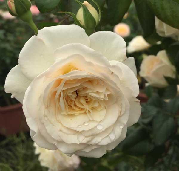 Hoa hồng trắng Keira