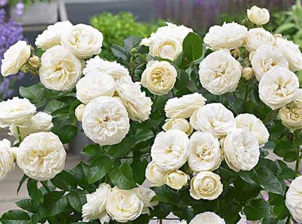 Hoa hồng trắng artemis