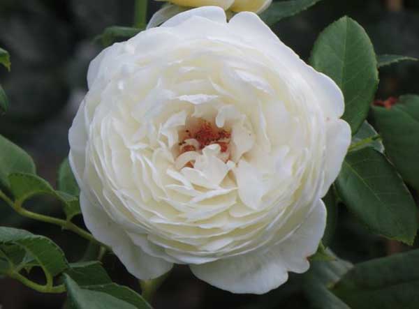Hoa hồng trắng Clair Austin