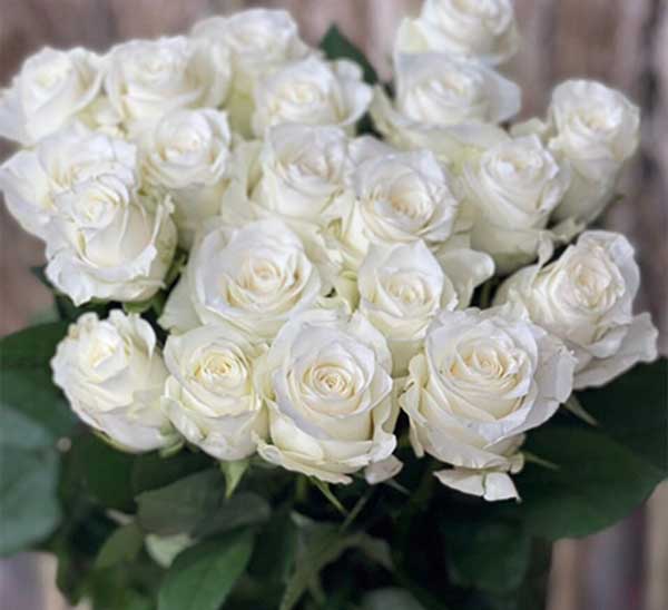 Hoa hổng trắng cồ