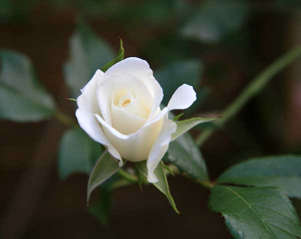 Hoa hồng trắng nhí