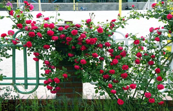 Hoa hồng tường vi trồng trong vườn