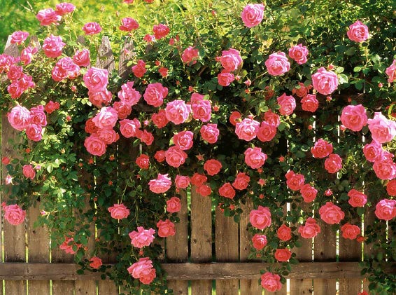 Hoa hồng tỷ muội trồng trong vườn