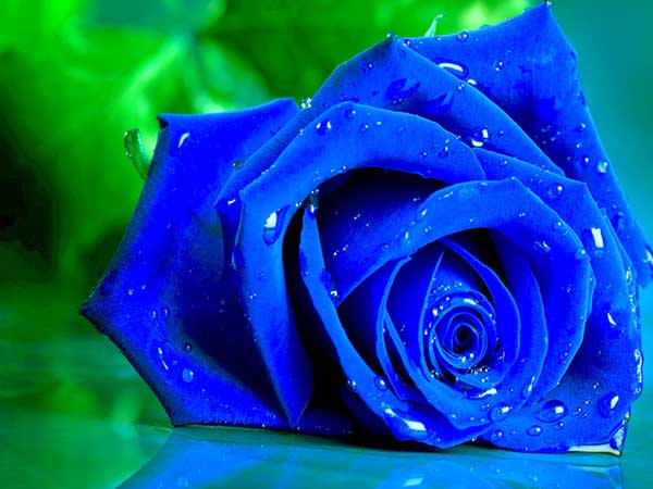 Hoa hồng xanh tự nhiên