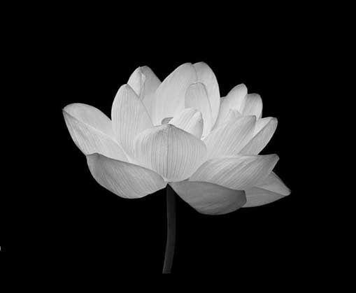 Hoa sen trắng đám tang