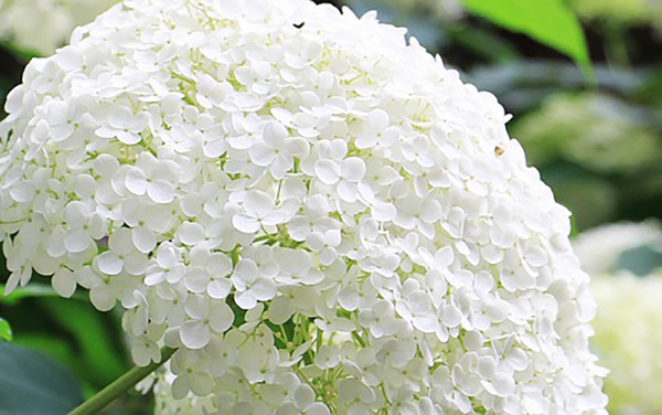 Ý nghĩa hoa cẩm tú cầu trắng