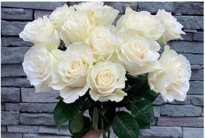 Hoa hồng trắng | ý nghĩa hoa hồng trắng