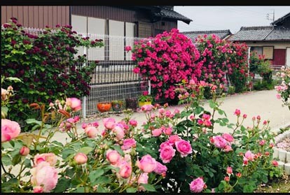 Các giống hoa hồng nên trồng trong vườn