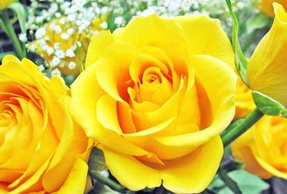 Hoa hồng vàng, Ý nghĩa và cách phối hoa hồng vàng trong cắm hoa