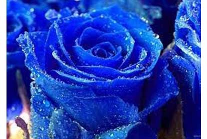 Hoa hồng xanh và những thông tin bổ ích